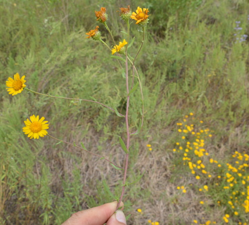 Image of Rayjacksonia aurea by (c) Dan Johnson, some rights reserved (CC BY)