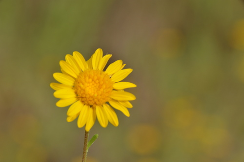 Image of Rayjacksonia aurea by (c) Dan Johnson, some rights reserved (CC BY)