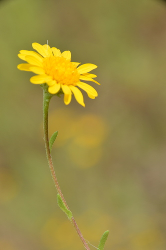 Image of Rayjacksonia aurea by (c) Dan Johnson, some rights reserved (CC BY)