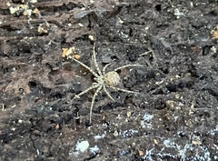 Hersiliola simoni