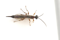 Clistopyga incitator