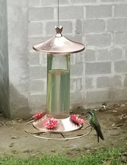 Lampornis viridipallens