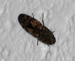 Pherhimius fascicularis