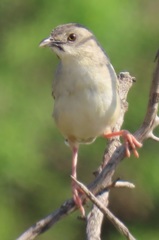 Cisticola natalensis
