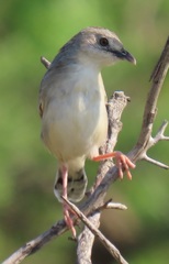 Cisticola natalensis
