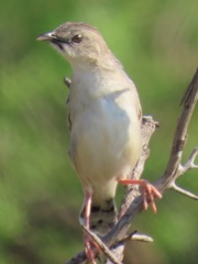 Cisticola natalensis