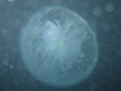 Rhizostoma octopus