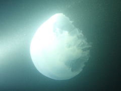 Rhizostoma octopus