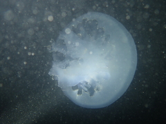 Rhizostoma octopus