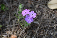 Phlox glabriflora