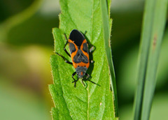 Lygaeus kalmii angustomarginatus