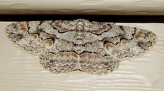 Iridopsis defectaria