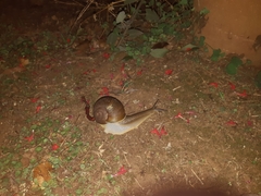 Natalina cafra