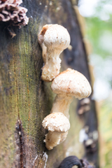 Hemipholiota