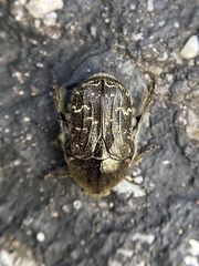 Euphoria sepulcralis