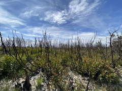 Eucalyptus stricta