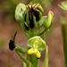 Common Shield Orchid - Photo (c) Corrie du Toit, some rights reserved (CC BY-NC), uploaded by Corrie du Toit