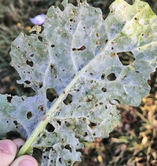 Erysiphe cruciferarum