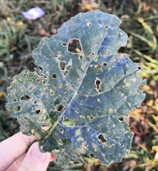 Erysiphe cruciferarum