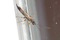 Clistopyga incitator