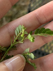Phyllanthus urinaria
