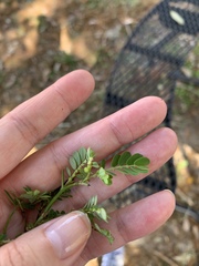 Phyllanthus urinaria