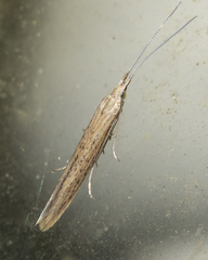 Coleophora quadruplex