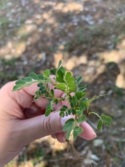 Phyllanthus urinaria