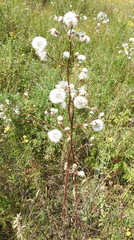 Crepis pannonica