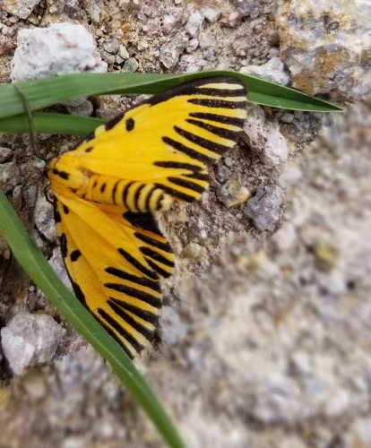 Mesenochroa guatemalteca