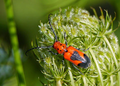 Tetraopes melanurus