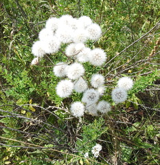 Crepis pannonica