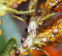 Dioprosopa clavata