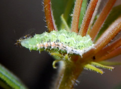 Dioprosopa clavata