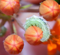 Dioprosopa clavata
