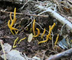 Clavulinopsis amoena