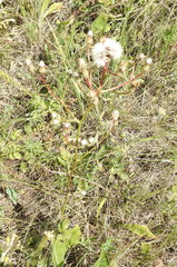 Crepis pannonica