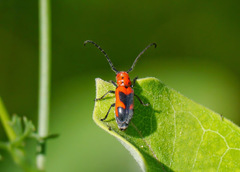 Tetraopes melanurus
