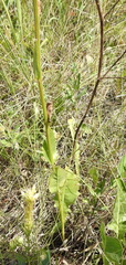 Crepis pannonica