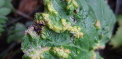 Cecidophyes nudus
