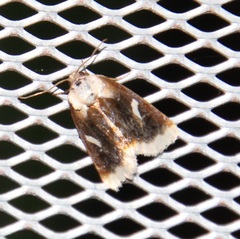 Chrysoecia requies