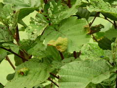 Taphrina tosquinetii