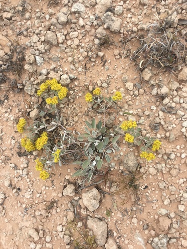 Correll's buckwheat (Eriogonum correllii)