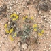 Eriogonum correllii - Photo (c) raidervee,  זכויות יוצרים חלקיות (CC BY-NC)