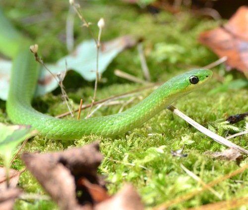 Photo of a Smooth Green Snake (Opheodrys vernalis)