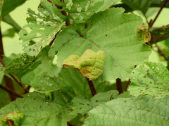 Taphrina tosquinetii