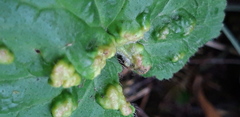 Cecidophyes nudus