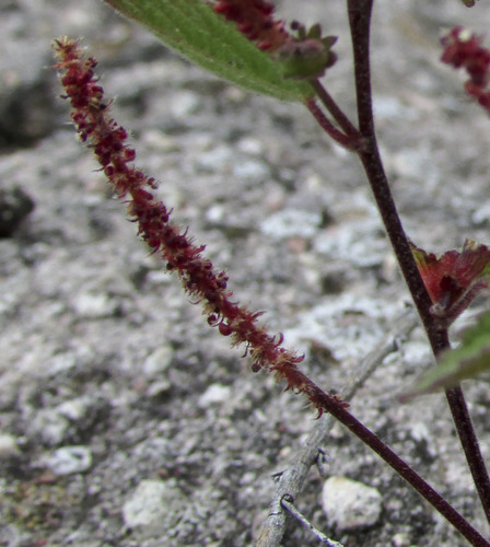 Acalypha adenostachya (Acalypha adenostachya)