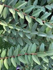 Hypericum × hidcoteense