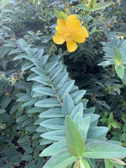 Hypericum × hidcoteense